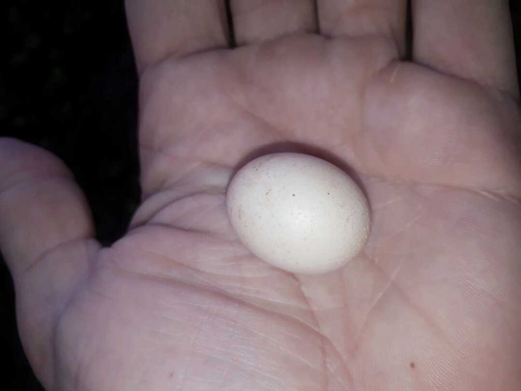 Rooster's Egg!!