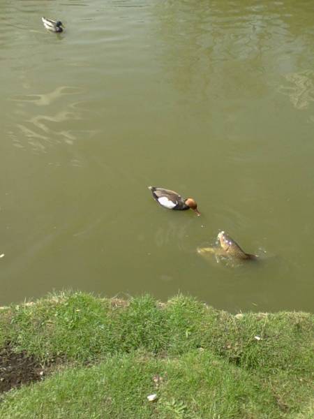 Duck-Fish