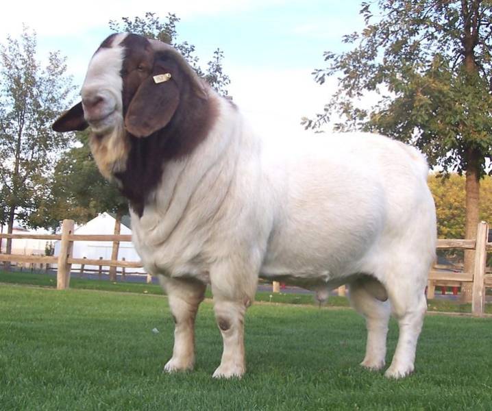 BAKRA