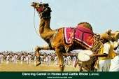 Dancing camel