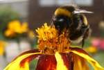 bee and f