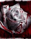 blood Ros