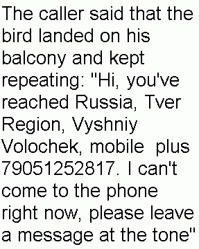 Lost parrot (part 2)