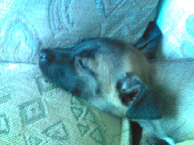 snoozy su