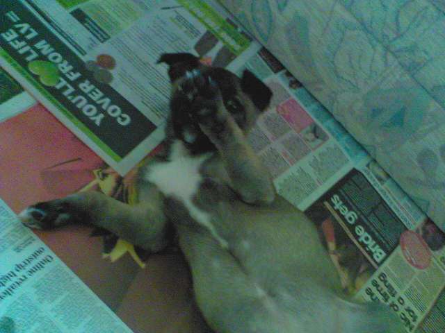 beli rub