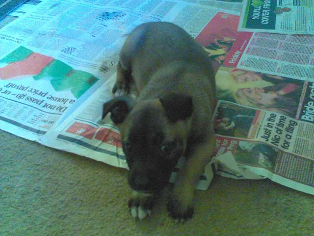 evil pup