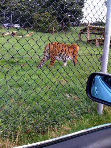 Tiger/mowbli