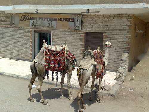 Headless Camel/dani2xll