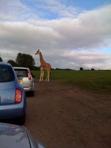 Giraffe/mowbli