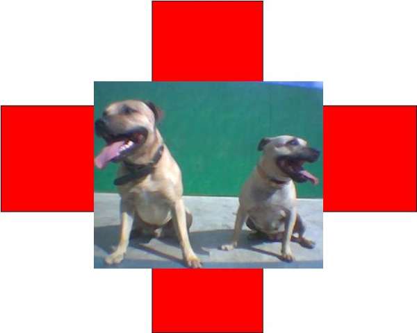 my other 2 staffies