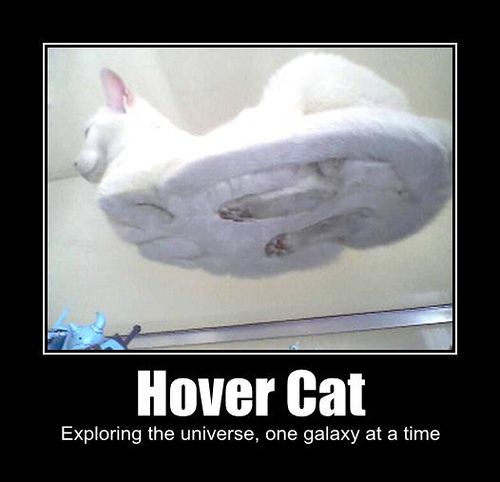 Hover Cat