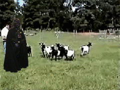 Vader Goat Herder (Gif)