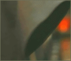 Star Wars (gif)