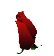 red-rose