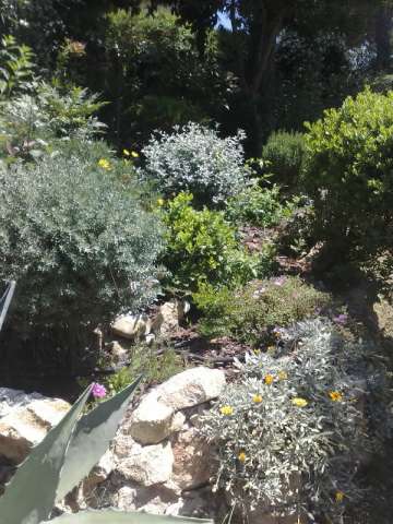 flowerless plants lol