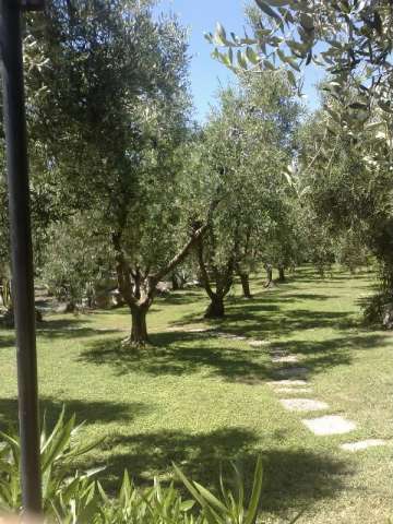 trees
