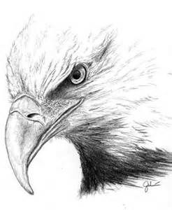 hawk prtr