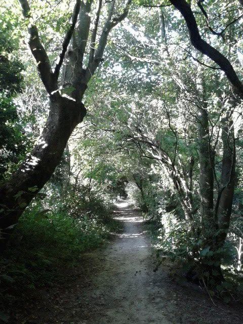 woods