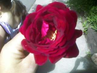 rose