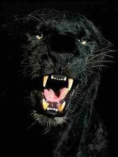 Panther