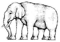 elephant 