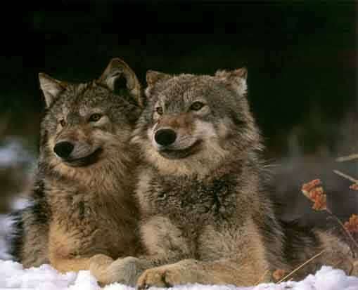 2 wolves