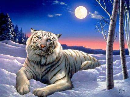 White tiger