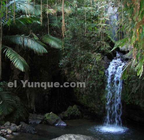El yunque in Puerto Rico
