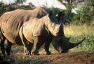 RHINO
