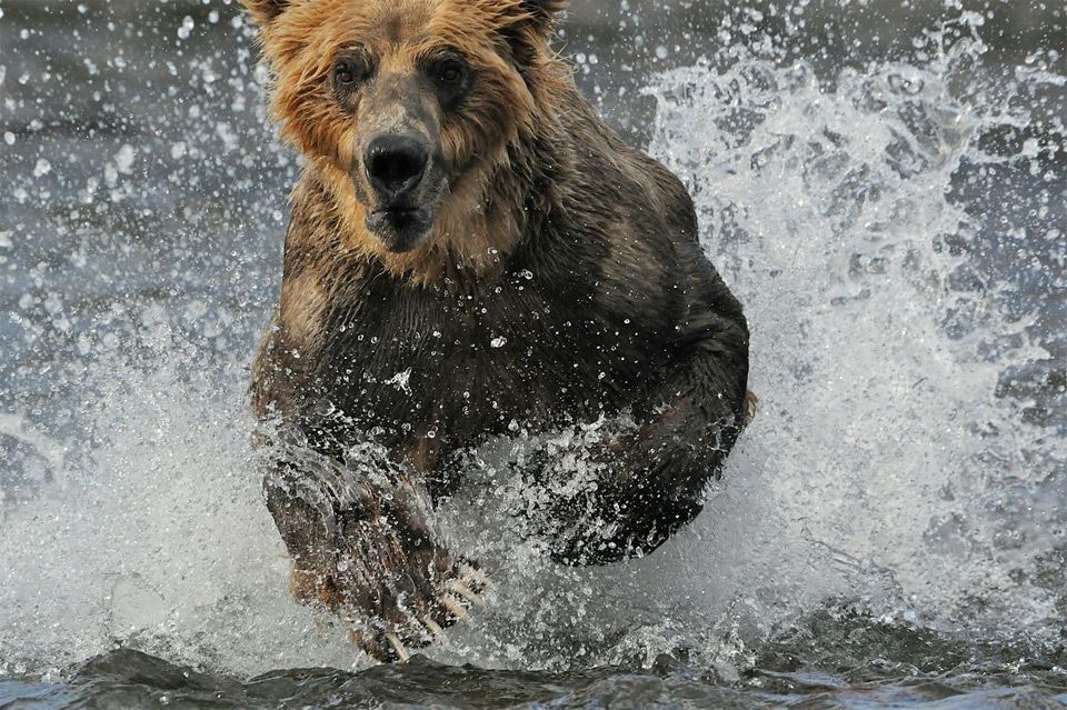 bear-runn