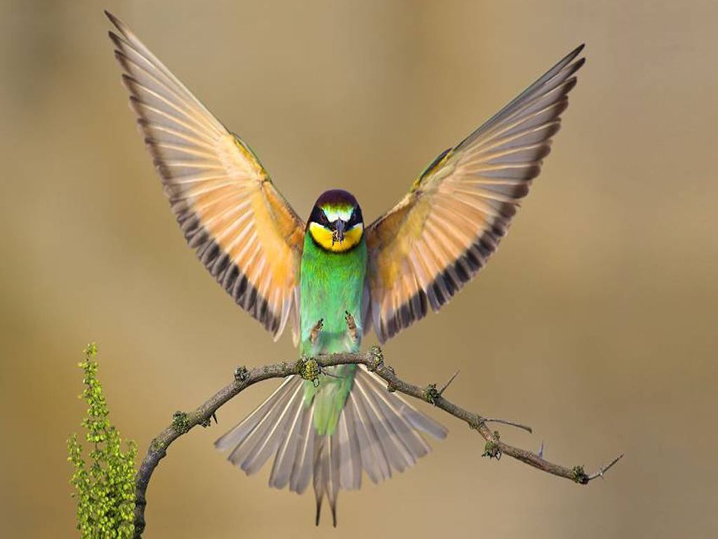 Bird-with-Wings