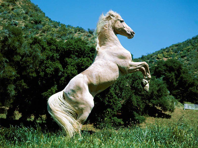 horse__wh