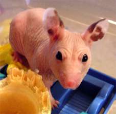 Hairless 