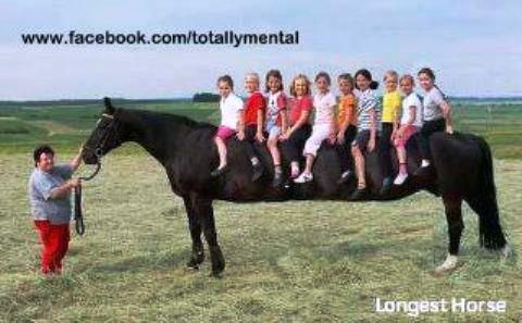 long horse