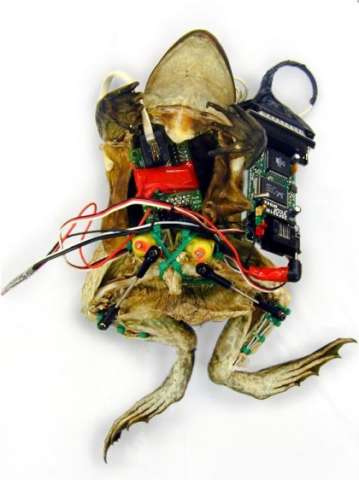 my 1st attempt at cybernetics tried to make a terminator frog ILL HOP BACK