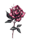 Rose 2