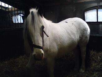 Betsy
