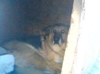 Bruno