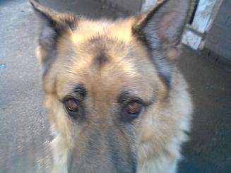Tyson