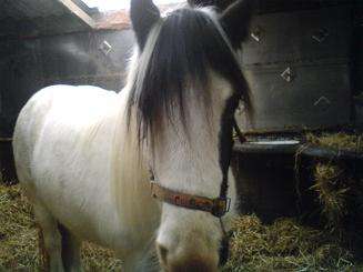 Geraldine