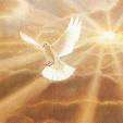 Dove light