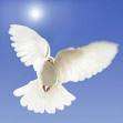 Dove