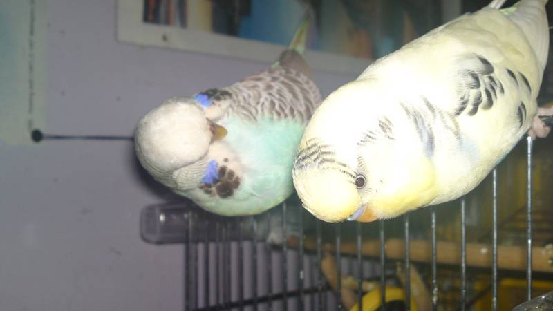 my budgies