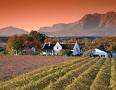 Paarl- wine farm
