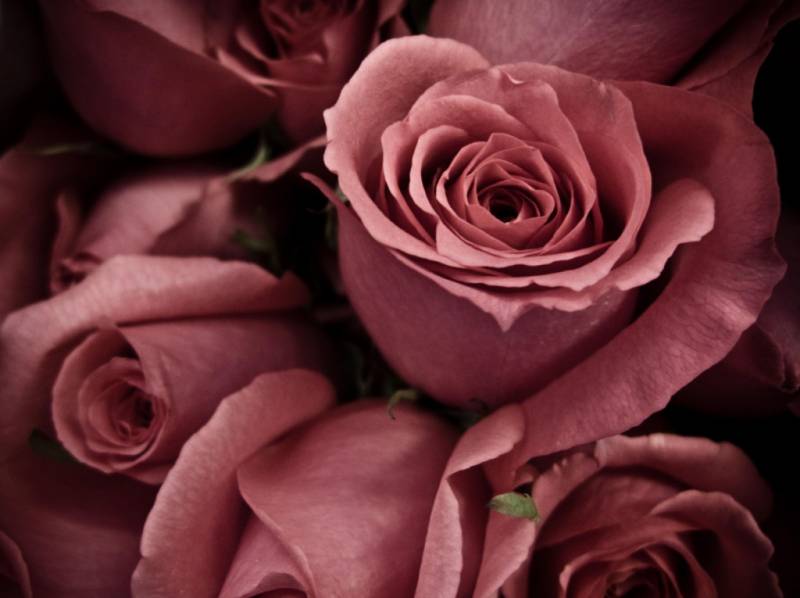 roses