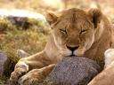 LOIN10