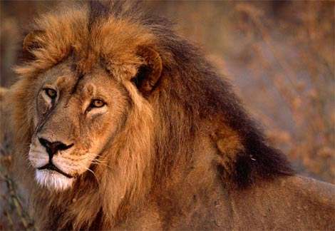LOIN7