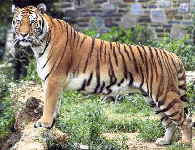 TIGER3