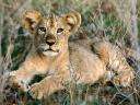 LOIN8