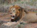 LOIN